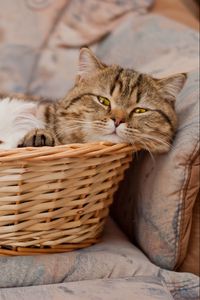 Preview wallpaper cats, couple, basket, lie