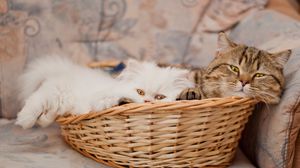 Preview wallpaper cats, couple, basket, lie