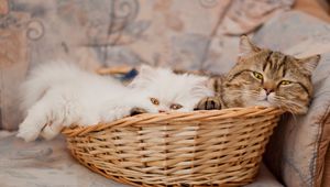 Preview wallpaper cats, couple, basket, lie