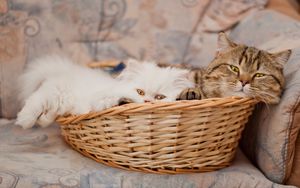 Preview wallpaper cats, couple, basket, lie