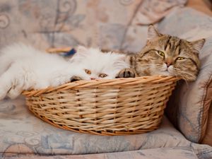 Preview wallpaper cats, couple, basket, lie