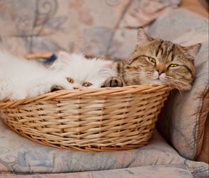 Preview wallpaper cats, couple, basket, lie