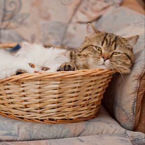 Preview wallpaper cats, couple, basket, lie