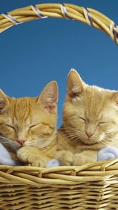 Preview wallpaper cats, couple, basket, sleeping