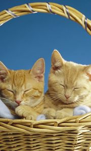 Preview wallpaper cats, couple, basket, sleeping