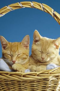 Preview wallpaper cats, couple, basket, sleeping