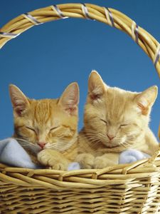 Preview wallpaper cats, couple, basket, sleeping