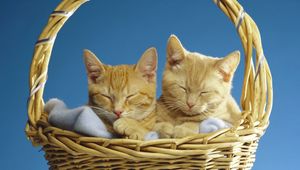 Preview wallpaper cats, couple, basket, sleeping