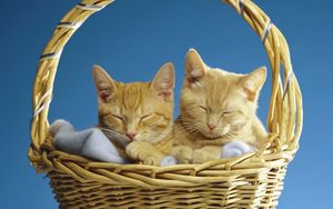 Preview wallpaper cats, couple, basket, sleeping