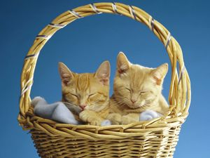 Preview wallpaper cats, couple, basket, sleeping