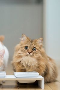 Preview wallpaper cats, couple, bowl, food, floors