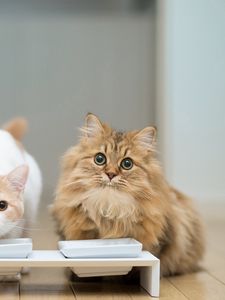 Preview wallpaper cats, couple, bowl, food, floors