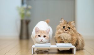 Preview wallpaper cats, couple, bowl, food, floors