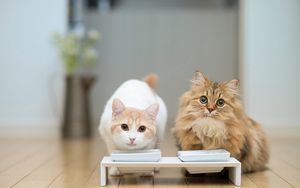 Preview wallpaper cats, couple, bowl, food, floors