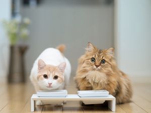 Preview wallpaper cats, couple, bowl, food, floors