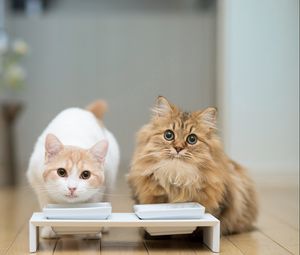 Preview wallpaper cats, couple, bowl, food, floors