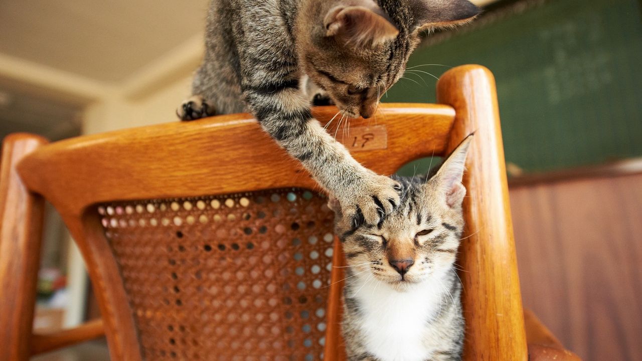 Wallpaper cats, couple, chair, playful
