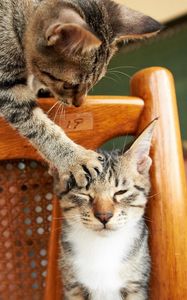 Preview wallpaper cats, couple, chair, playful