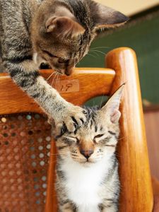 Preview wallpaper cats, couple, chair, playful