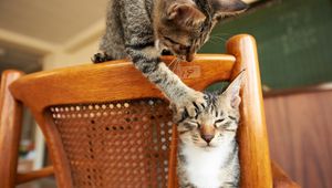 Preview wallpaper cats, couple, chair, playful