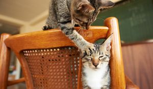 Preview wallpaper cats, couple, chair, playful
