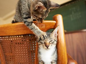 Preview wallpaper cats, couple, chair, playful