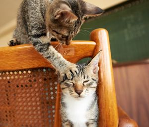 Preview wallpaper cats, couple, chair, playful