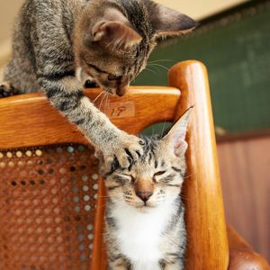 Preview wallpaper cats, couple, chair, playful