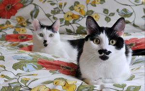 Preview wallpaper cats, couple, cute, bed linen