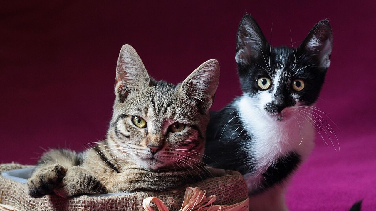 Wallpaper cats, couple, down, kitten