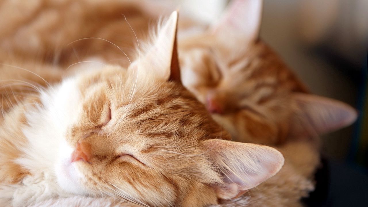 Wallpaper cats, couple, dream, fluffy