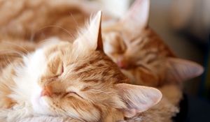 Preview wallpaper cats, couple, dream, fluffy