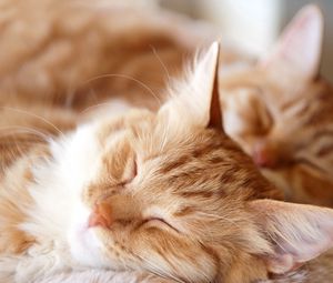 Preview wallpaper cats, couple, dream, fluffy