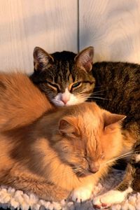 Preview wallpaper cats, couple, dream, care, tenderness