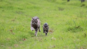 Preview wallpaper cats, couple, escape, grass