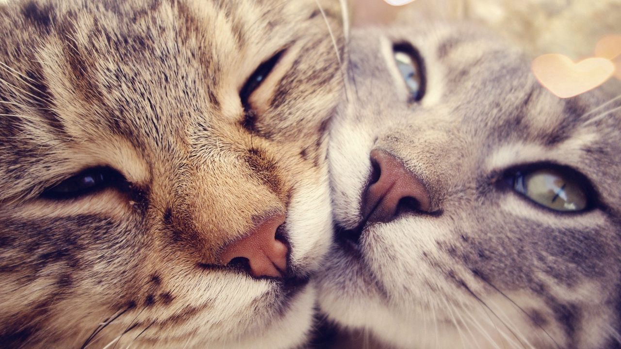 Wallpaper cats, couple, face, glare