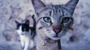 Preview wallpaper cats, couple, face, curiosity