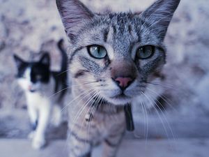 Preview wallpaper cats, couple, face, curiosity