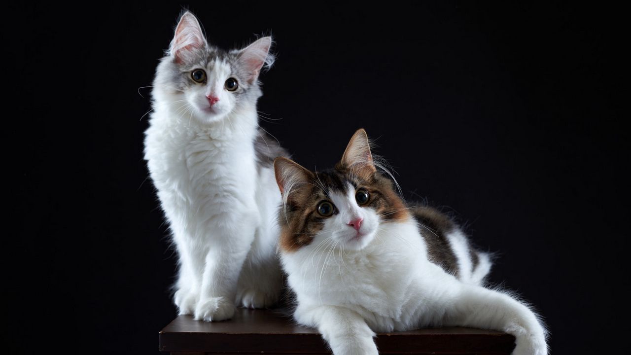 Wallpaper cats, couple, fluffy