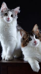 Preview wallpaper cats, couple, fluffy