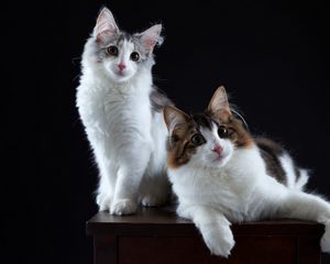 Preview wallpaper cats, couple, fluffy