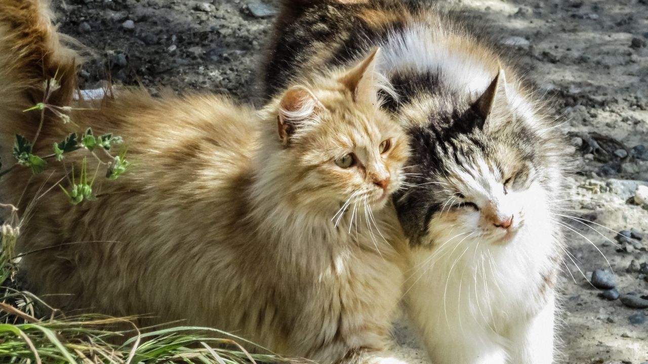 Wallpaper cats, couple, fluffy
