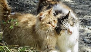 Preview wallpaper cats, couple, fluffy