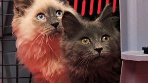 Preview wallpaper cats, couple, fluffy, shadow