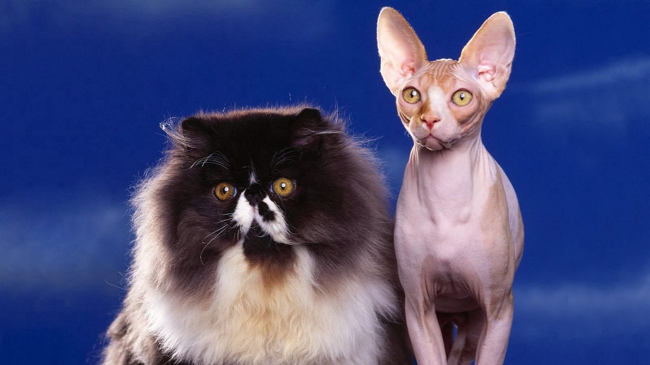 Wallpaper cats, couple, fluffy, sphinx