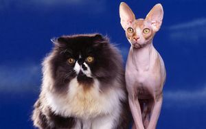 Preview wallpaper cats, couple, fluffy, sphinx