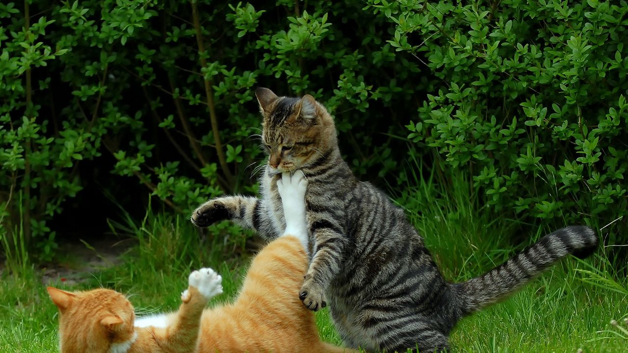 Wallpaper cats, couple, grass, playful