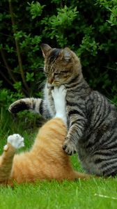 Preview wallpaper cats, couple, grass, playful