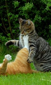 Preview wallpaper cats, couple, grass, playful