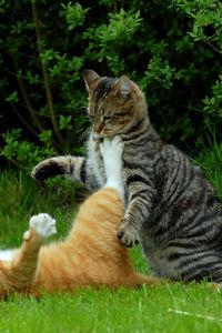 Preview wallpaper cats, couple, grass, playful